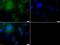 Lipase A, Lysosomal Acid Type antibody, PA5-23080, Invitrogen Antibodies, Immunofluorescence image 