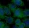 Protein kinase C iota type antibody, FNab06486, FineTest, Immunofluorescence image 