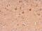 Neuronal calcium sensor 1 antibody, PA5-21666, Invitrogen Antibodies, Immunohistochemistry paraffin image 