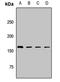 Bromodomain Adjacent To Zinc Finger Domain 1A antibody, orb412911, Biorbyt, Western Blot image 