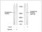 Progesterone Receptor antibody, OAEC00073, Aviva Systems Biology, Western Blot image 