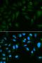 Epididymal Peptidase Inhibitor antibody, orb48548, Biorbyt, Immunofluorescence image 