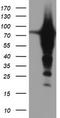 Epsin 2 antibody, TA504300S, Origene, Western Blot image 