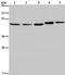 Histone Deacetylase 3 antibody, TA321609, Origene, Western Blot image 