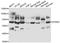 Dual specificity tyrosine-phosphorylation-regulated kinase 2 antibody, orb247738, Biorbyt, Western Blot image 