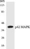 Mitogen-Activated Protein Kinase 1 antibody, EKC1702, Boster Biological Technology, Western Blot image 