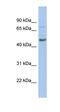 Chromobox 8 antibody, orb329786, Biorbyt, Western Blot image 