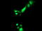 Pyrroline-5-Carboxylate Reductase 3 antibody, TA502036, Origene, Immunofluorescence image 