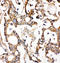 Aldehyde dehydrogenase, mitochondrial antibody, LS-C313509, Lifespan Biosciences, Immunohistochemistry frozen image 
