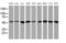 Ring Finger Protein 113B antibody, MA5-25821, Invitrogen Antibodies, Western Blot image 