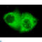 Keratin 7 antibody, LS-C812932, Lifespan Biosciences, Immunofluorescence image 