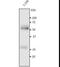 Human IgG antibody, LS-C348311, Lifespan Biosciences, Western Blot image 