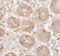 Shisa Family Member 3 antibody, 7275, ProSci, Immunohistochemistry paraffin image 