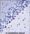 Casein Kinase 1 Gamma 3 antibody, PA5-71858, Invitrogen Antibodies, Immunohistochemistry frozen image 