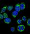 Calmodulin antibody, PA5-72529, Invitrogen Antibodies, Immunofluorescence image 
