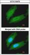 Tripartite Motif Containing 63 antibody, LS-C186154, Lifespan Biosciences, Immunocytochemistry image 