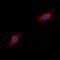 Complement C5a Receptor 1 antibody, orb393229, Biorbyt, Immunofluorescence image 
