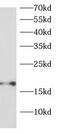 Ribosomal Protein S13 antibody, FNab07459, FineTest, Western Blot image 