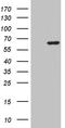 Zinc Finger Protein 454 antibody, CF811042, Origene, Western Blot image 