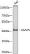 VH3 antibody, 13-504, ProSci, Western Blot image 