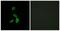 Galanin Receptor 1 antibody, TA313171, Origene, Immunofluorescence image 