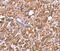 Follicular Dendritic Cell Secreted Protein antibody, PA5-50662, Invitrogen Antibodies, Immunohistochemistry frozen image 