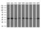 Lactate Dehydrogenase A antibody, NBP1-47822, Novus Biologicals, Western Blot image 