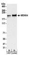 Mitogen-Activated Protein Kinase Kinase Kinase 4 antibody, A304-277A, Bethyl Labs, Western Blot image 