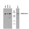 Golgin B1 antibody, AF8159, R&D Systems, Western Blot image 