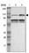 DEAD-Box Helicase 20 antibody, HPA005516, Atlas Antibodies, Western Blot image 