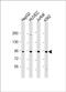 Ras Interacting Protein 1 antibody, PA5-72482, Invitrogen Antibodies, Western Blot image 