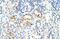 Cell Division Cycle 25B antibody, 29-554, ProSci, Immunohistochemistry frozen image 