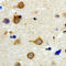 Diacylglycerol Kinase Kappa antibody, abx133186, Abbexa, Western Blot image 