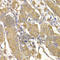 Ras Protein Specific Guanine Nucleotide Releasing Factor 1 antibody, A6964, ABclonal Technology, Immunohistochemistry paraffin image 