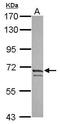 Potassium Voltage-Gated Channel Subfamily D Member 3 antibody, PA5-30942, Invitrogen Antibodies, Western Blot image 