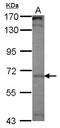Phosphatidylinositol Binding Clathrin Assembly Protein antibody, LS-C155608, Lifespan Biosciences, Western Blot image 