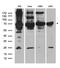 Histone deacetylase 2 antibody, TA890125, Origene, Western Blot image 
