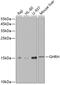 GRF antibody, 19-603, ProSci, Western Blot image 