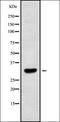 Monocarboxylate transporter 2 antibody, orb338429, Biorbyt, Western Blot image 