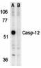 Caspase-12 antibody, LS-B3645, Lifespan Biosciences, Western Blot image 