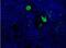 Complement component C3a antibody, NBP1-05122, Novus Biologicals, Immunofluorescence image 