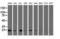 Ubiquitin Conjugating Enzyme E2 E3 antibody, LS-C336916, Lifespan Biosciences, Western Blot image 