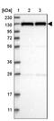 DNA replication licensing factor MCM2 antibody, NBP2-33954, Novus Biologicals, Western Blot image 