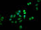 Myotubularin-related protein 12 antibody, LS-C680901, Lifespan Biosciences, Immunofluorescence image 