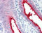 Ectonucleotide Pyrophosphatase/Phosphodiesterase 3 antibody, TA316705, Origene, Immunohistochemistry frozen image 