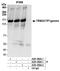 Tripartite Motif Containing 33 antibody, A301-059A, Bethyl Labs, Immunoprecipitation image 