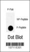RAD9 Checkpoint Clamp Component A antibody, MBS9212318, MyBioSource, Dot Blot image 