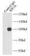Kinesin Family Member 2A antibody, FNab04560, FineTest, Immunoprecipitation image 