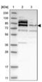 E3 ubiquitin-protein ligase MARCH7 antibody, NBP1-90056, Novus Biologicals, Western Blot image 