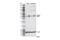 Dual Specificity Phosphatase 1 antibody, 48625S, Cell Signaling Technology, Western Blot image 